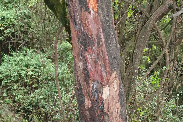 Trunk of an African cherry tree (Prunus africana) with bark stripped for medicinal use