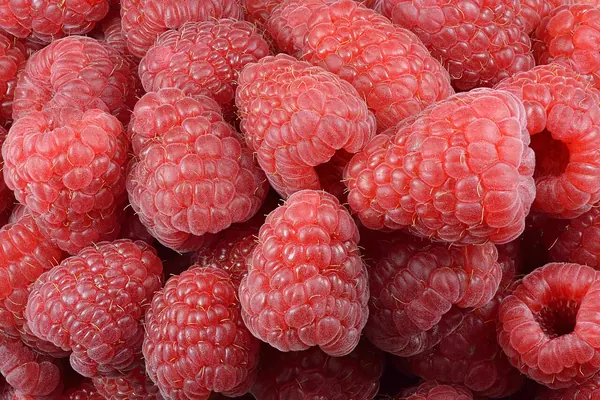 Fresh red raspberries