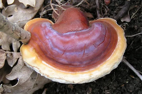 Glossy reishi (Ganoderma lucidum) mushroom