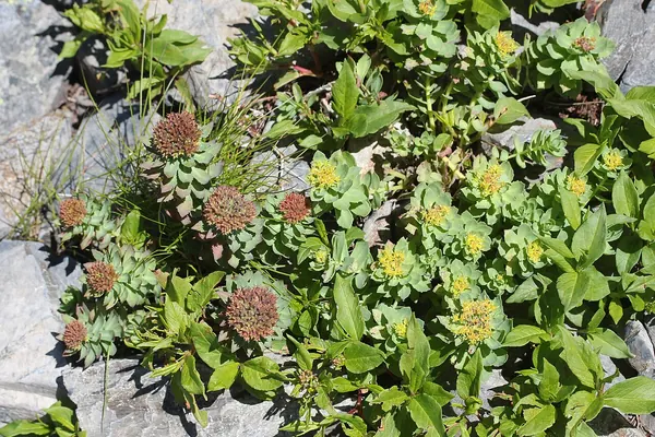 Rhodiola rosea plants in flower among rocks