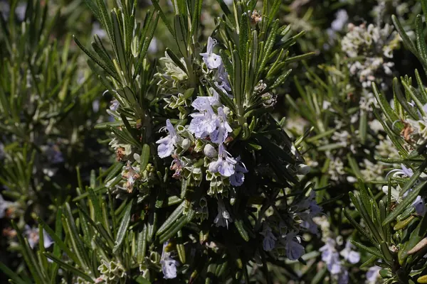 Flowering rosemary sprigs