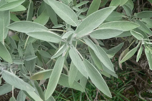 Sage (Salvia officinalis) leaves