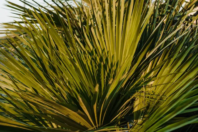 Fan-shaped saw palmetto fronds