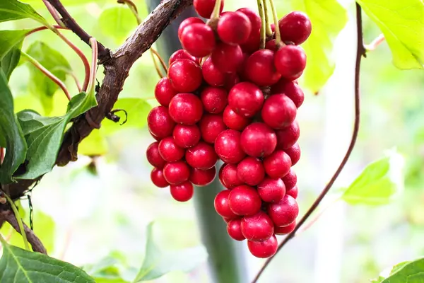 A cluster of schisandra berries on the vine