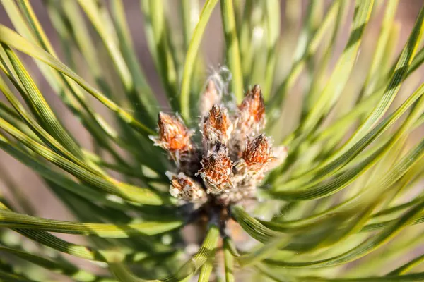 A pine shoot tip with new buds among the needles