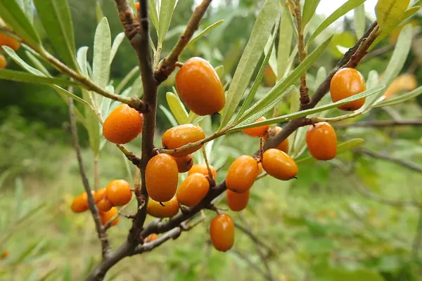 Orange sea buckthorn berries on the branch