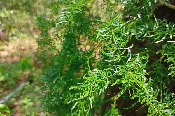 Shatavari (Asparagus racemosus) foliage
