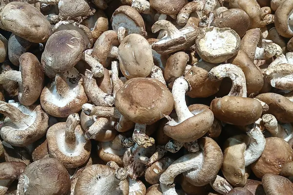 Fresh shiitake mushrooms
