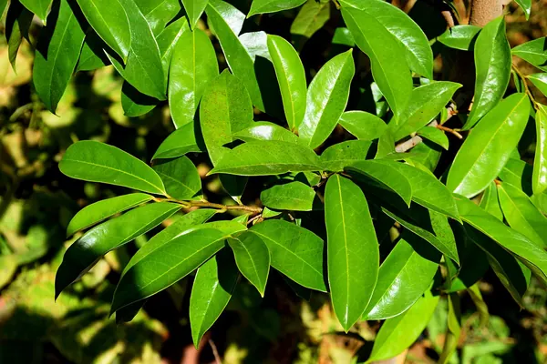 Glossy green leaves of a soursop tree (Annona muricata)