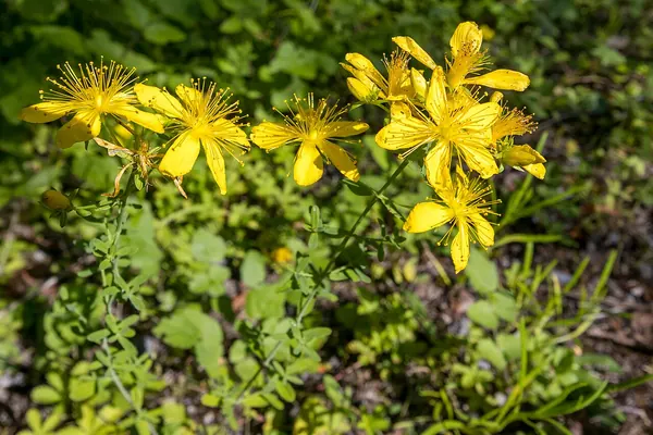 St. John's wort (Hypericum perforatum) flowers