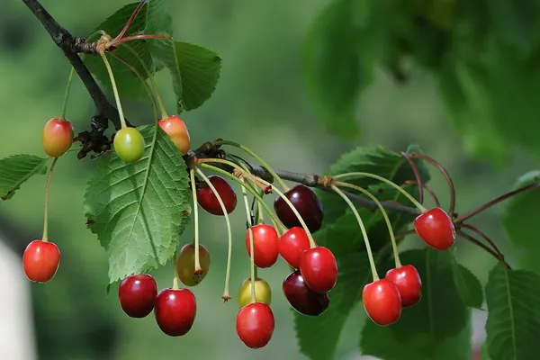 Tart cherries (Prunus cerasus) on the branch