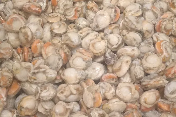 Chilled scallop meat, a common food source of taurine