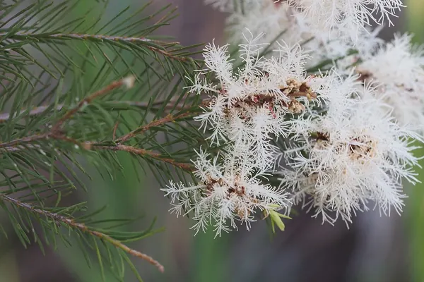Tea tree (Melaleuca alternifolia) foliage and flowers