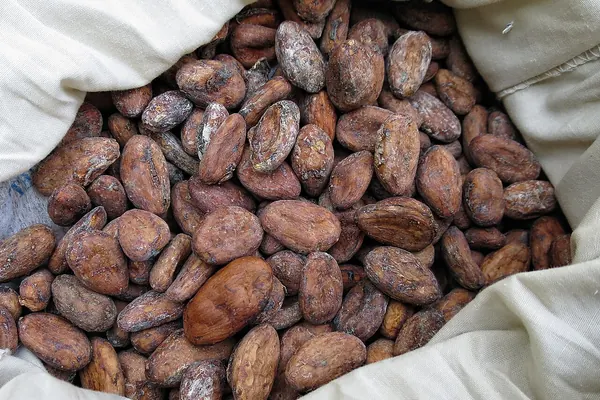 Dried cocoa beans in a sack