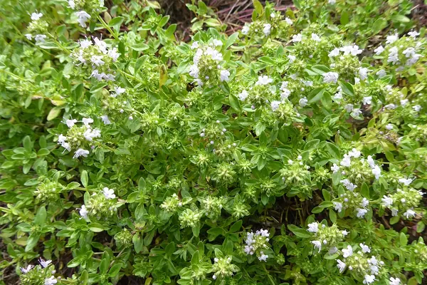 Thyme (Thymus vulgaris) in flower