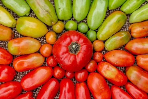 Tomatoes from unripe green to ripe red