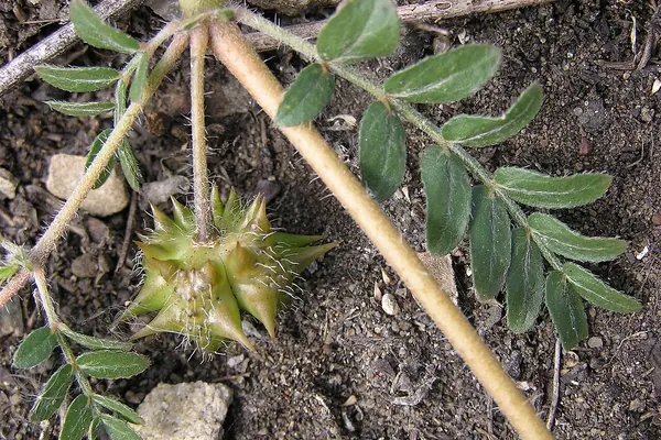 Spiny Tribulus terrestris fruit among small leaves