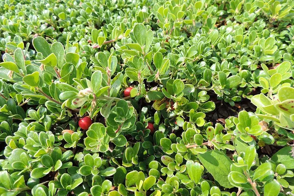 Bearberry (uva ursi) shrub with small green leaves and red berries