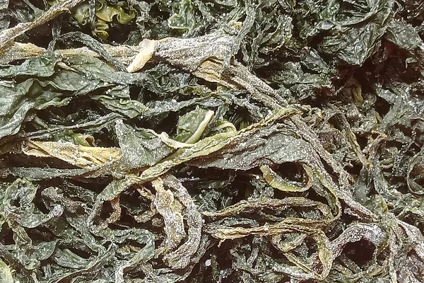 Salted wakame seaweed leaves