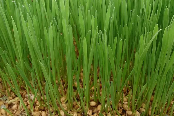 Wheatgrass sprouts growing from wheat grains