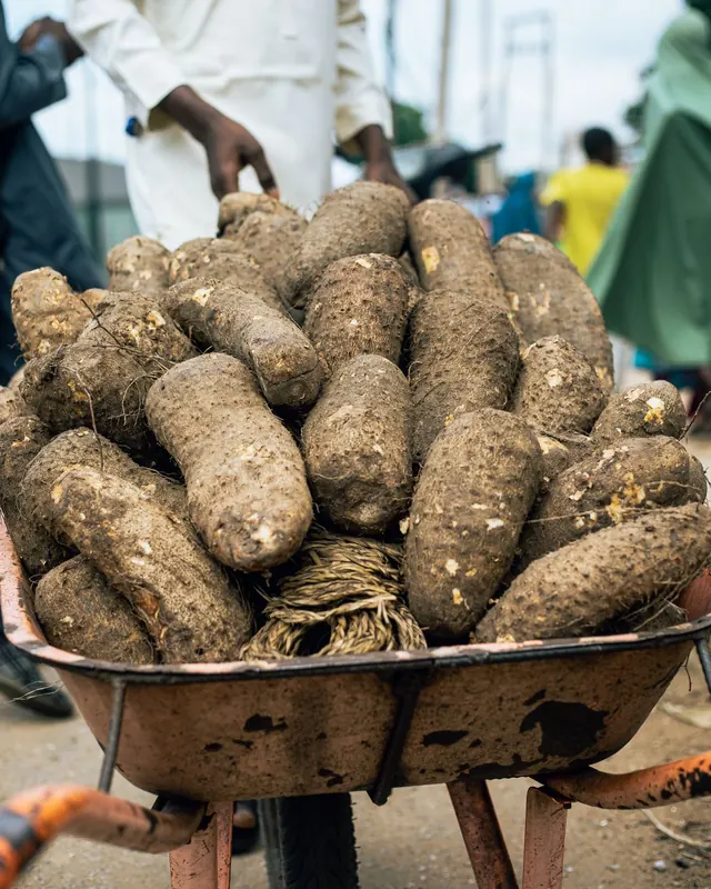 Yam tubers piled in a wheelbarrow at a market (illustrative photo)