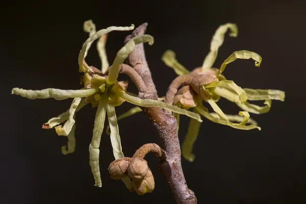 Witch hazel (Hamamelis virginiana) flowers and buds