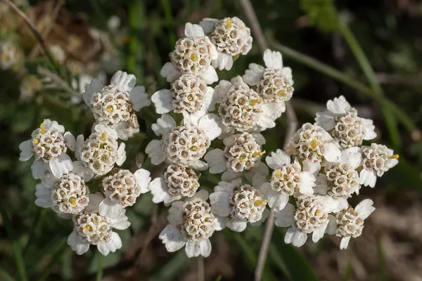 A cluster of yarrow (Achillea millefolium) flowers