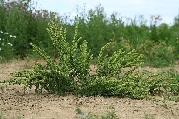 A curly dock (Rumex crispus) plant with leaves and seed spikes